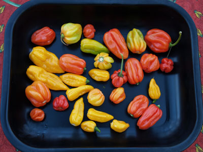 Scotch Bonnet and Piment Ma Jacques