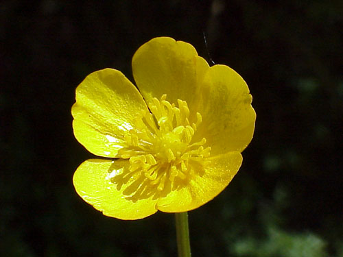 Buttercup