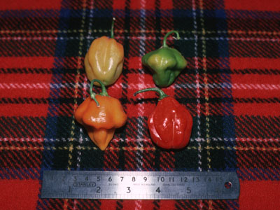 Scotch bonnet salsa recipe