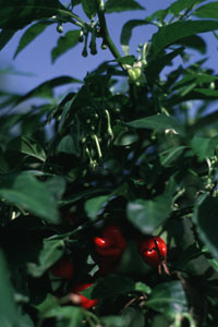 Scotch Bonnet Flower and Fruit