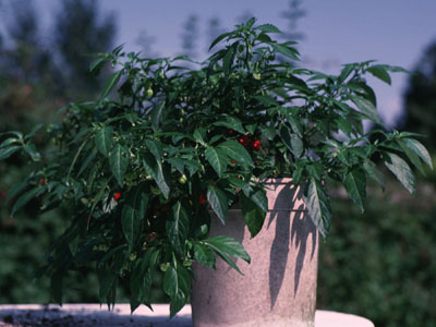 Potted Scotch Bonnet Plant